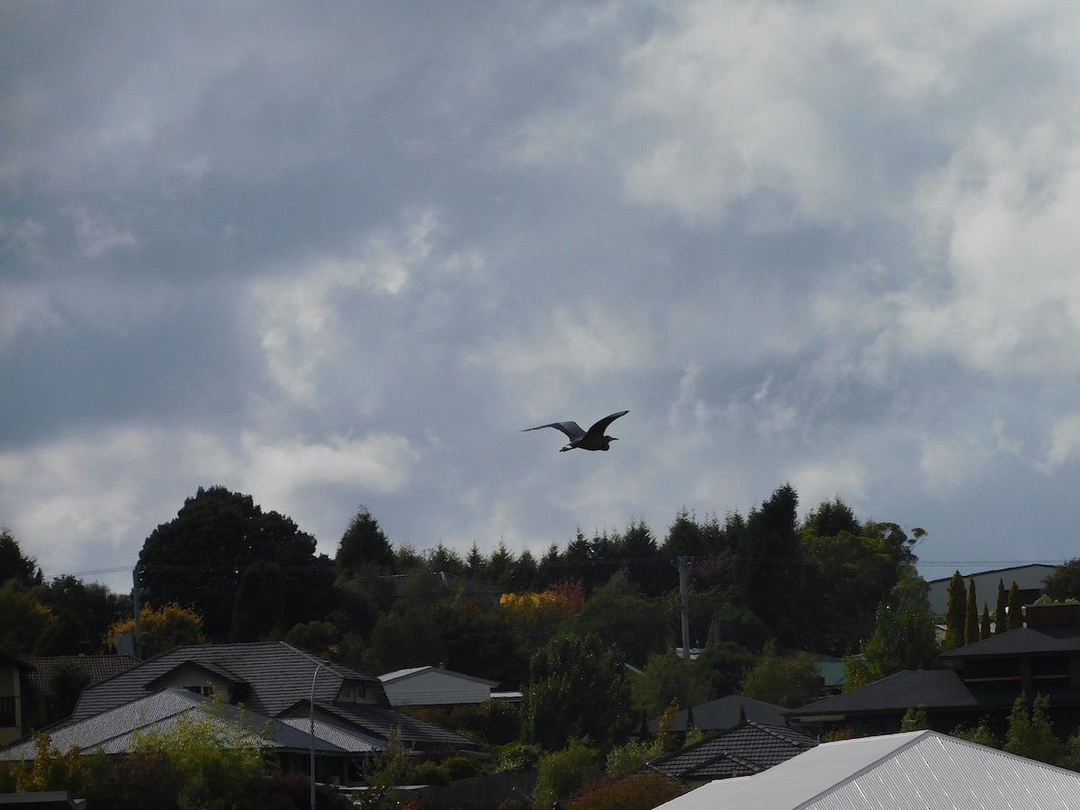 White-faced Heron - ML594506581