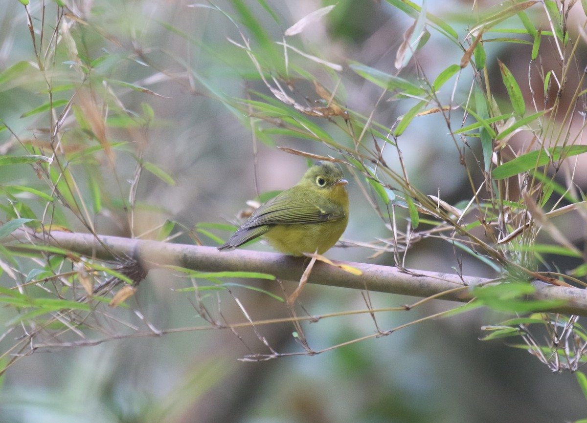 Whistler's Warbler - ML594506711