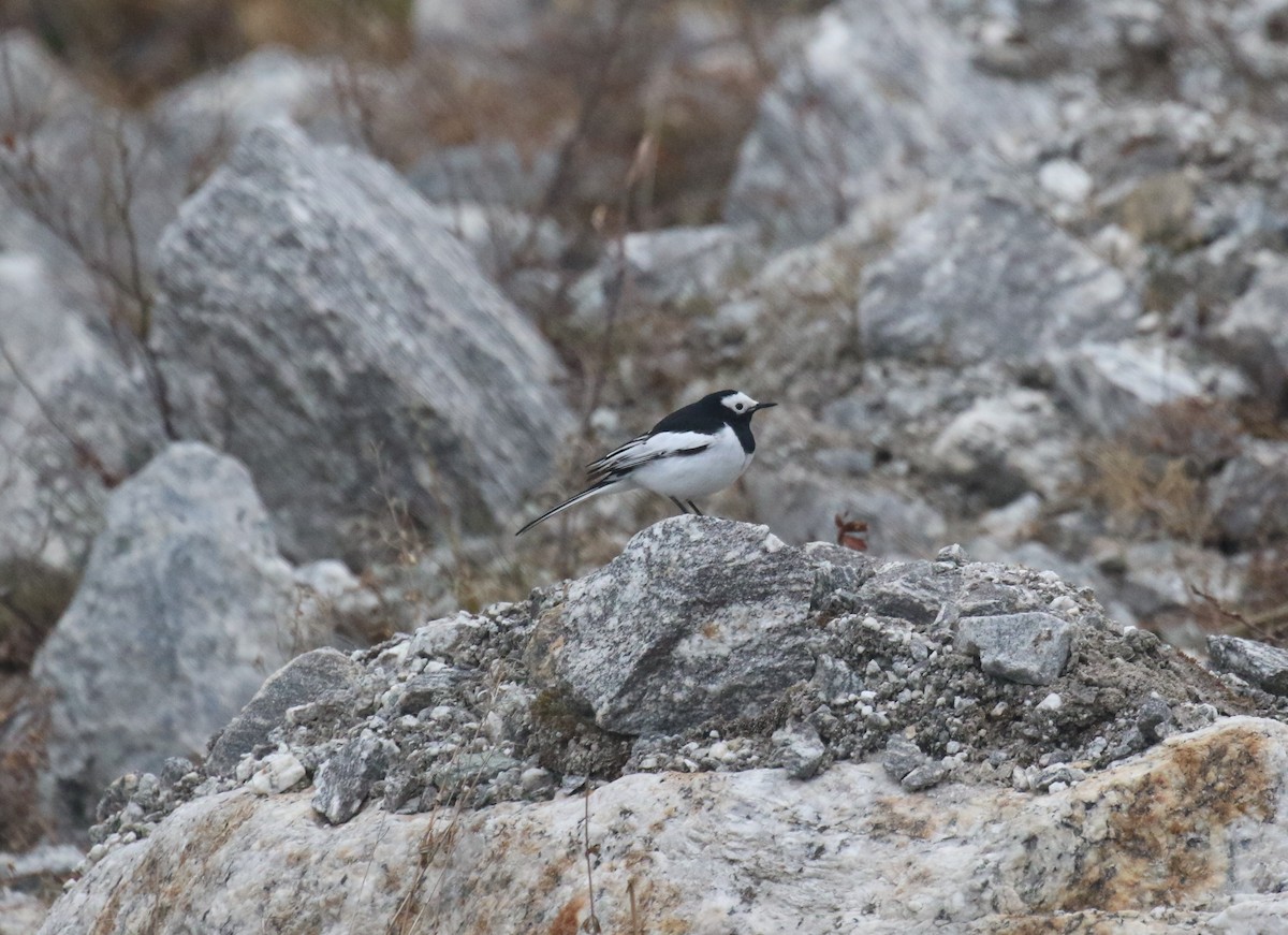 White Wagtail - Bassel Abi Jummaa