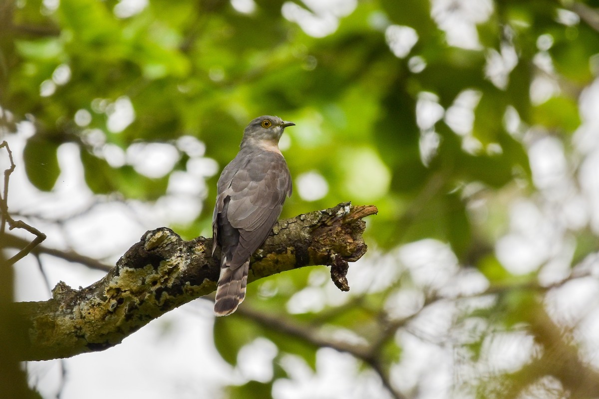 Common Hawk-Cuckoo - ML594507301