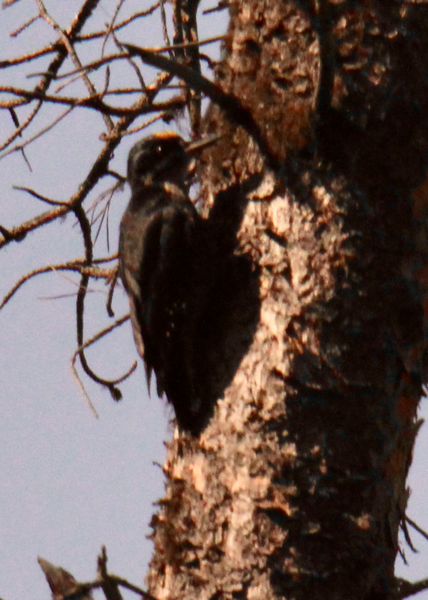 Black-backed Woodpecker - Mala Nagarajan