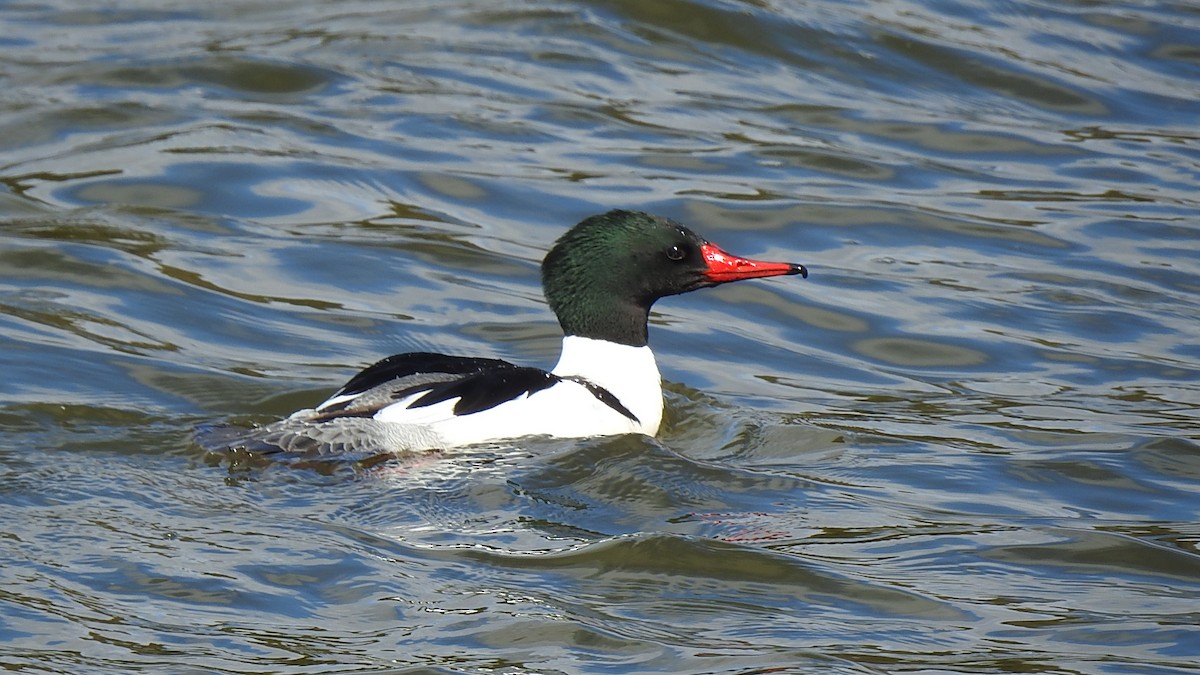 Common Merganser - Desmond J MacNeal