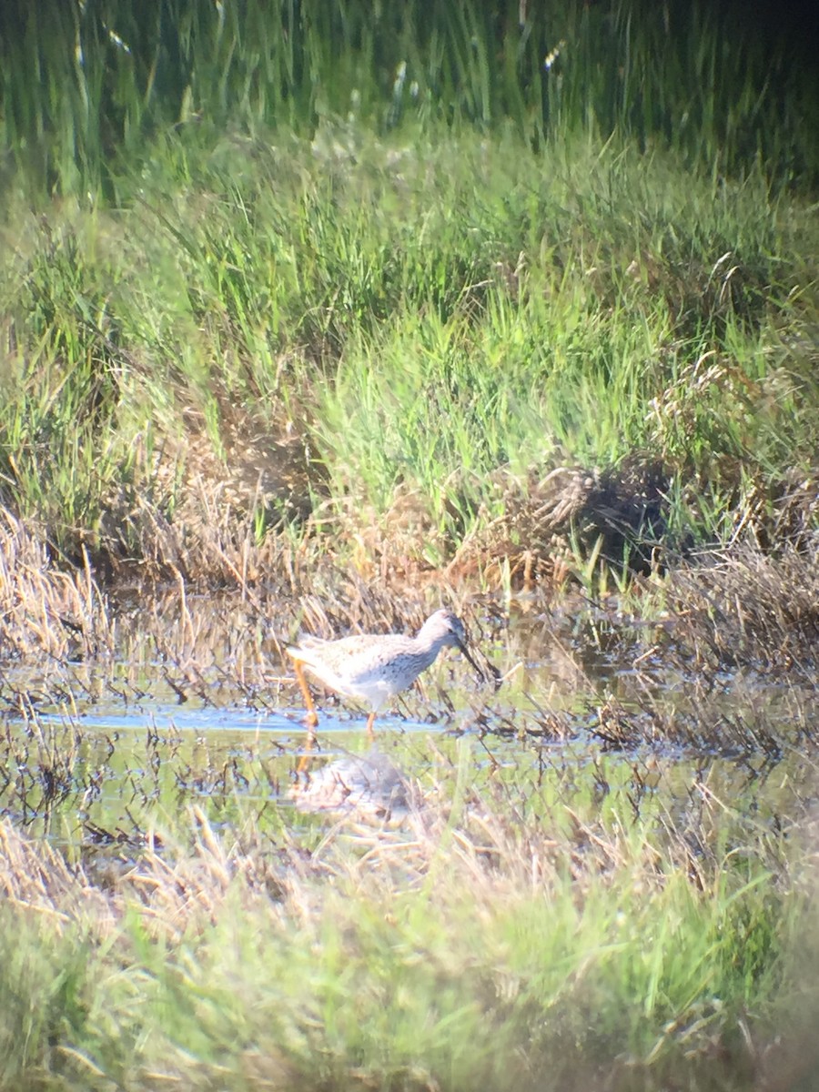 Lesser Yellowlegs - ML59451041