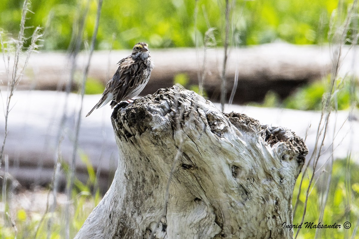 Savannah Sparrow - ML594510561