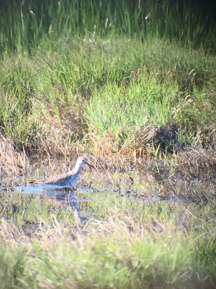 Lesser Yellowlegs - ML59451091