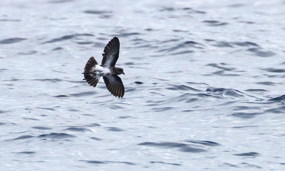 Black-bellied Storm-Petrel - ML594511481