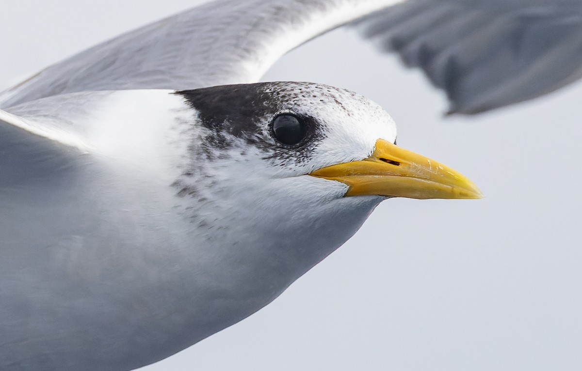 Great Crested Tern - ML594511491