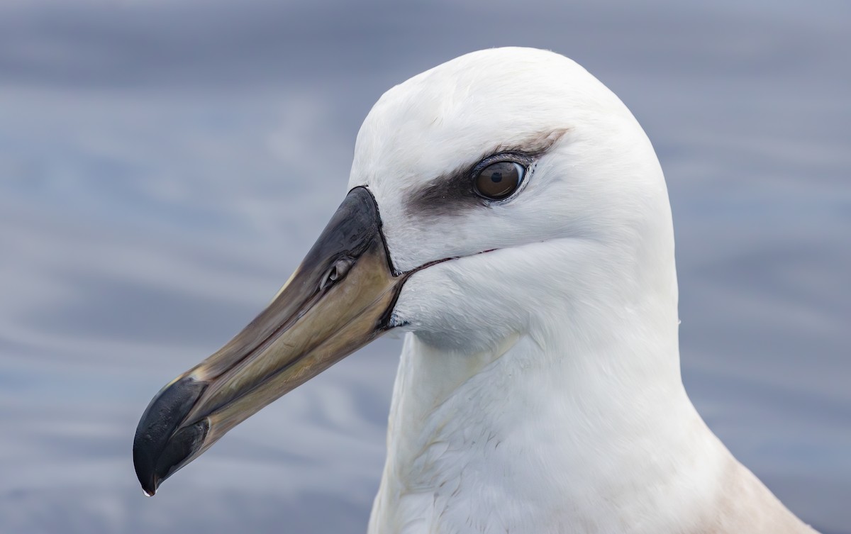 Albatros à sourcils noirs (melanophris) - ML594511601