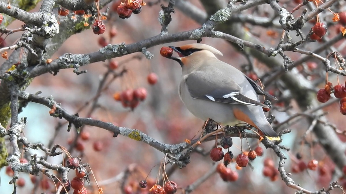 Bohemian Waxwing - ML594511741