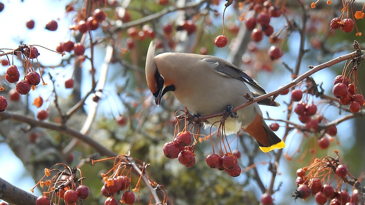 Bohemian Waxwing - ML594511751