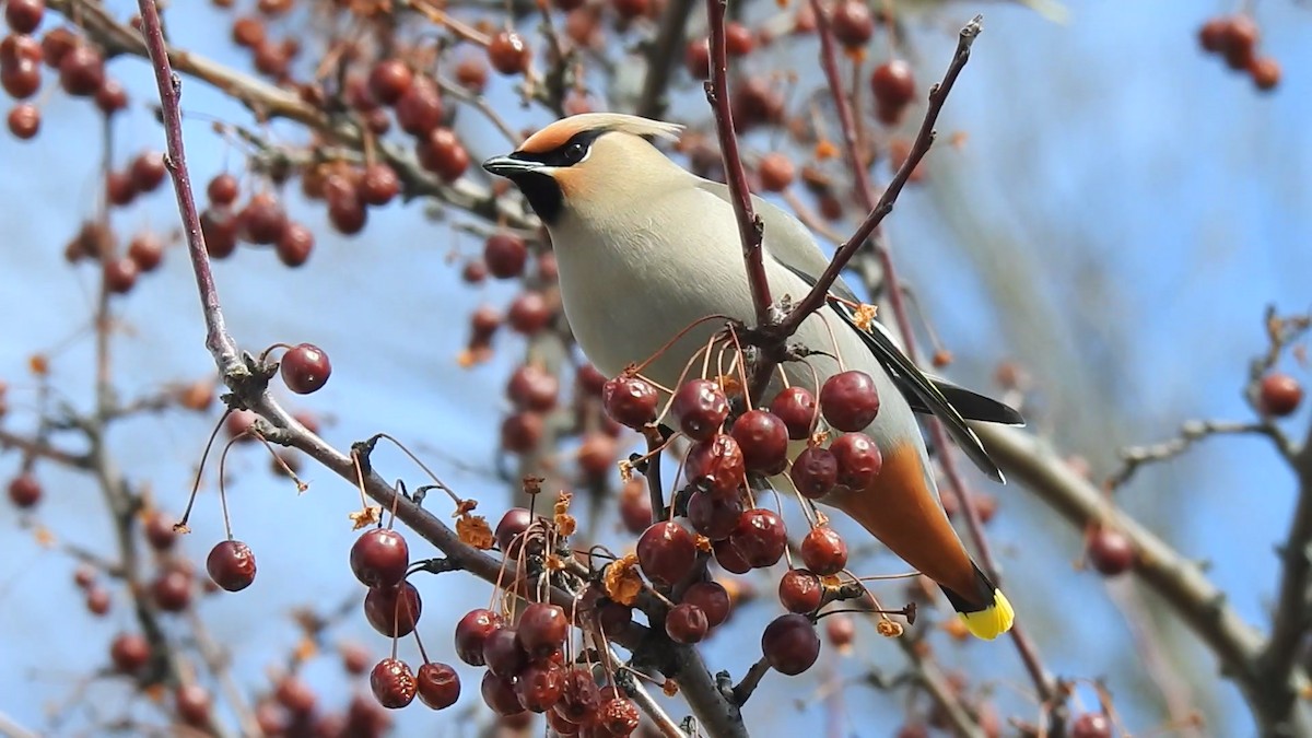 Bohemian Waxwing - ML594511771