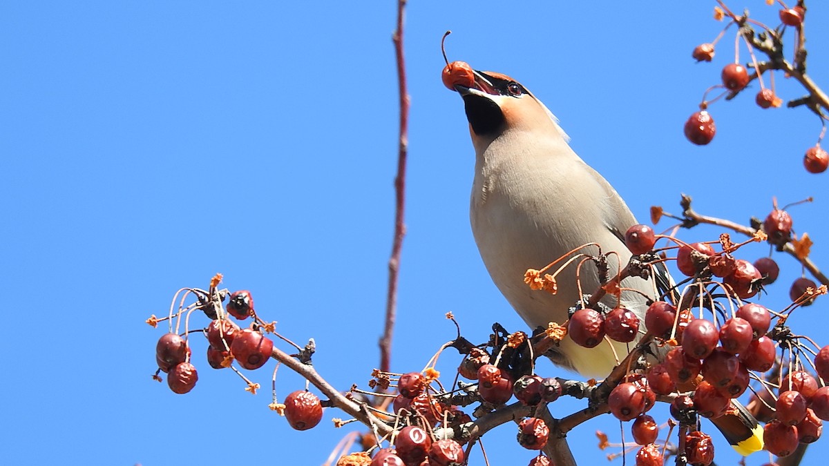 Bohemian Waxwing - ML594511821