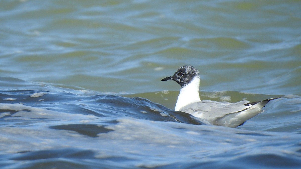 Bonaparte's Gull - ML594512191