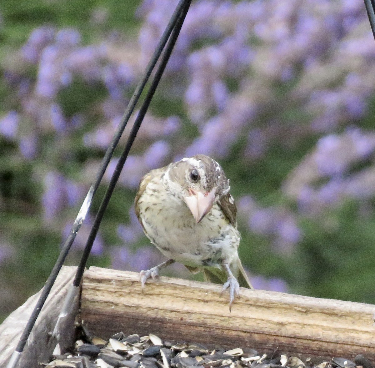 Rose-breasted Grosbeak - Linda Parlee-Chowns