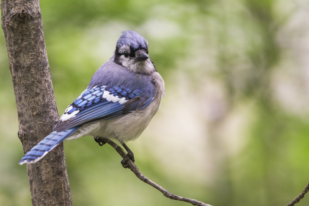 Blue Jay - Michael Stubblefield