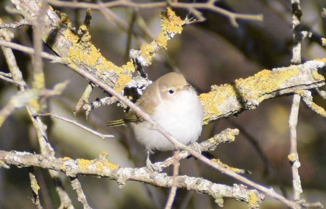 Western Bonelli's Warbler - Andrés  Riaguas