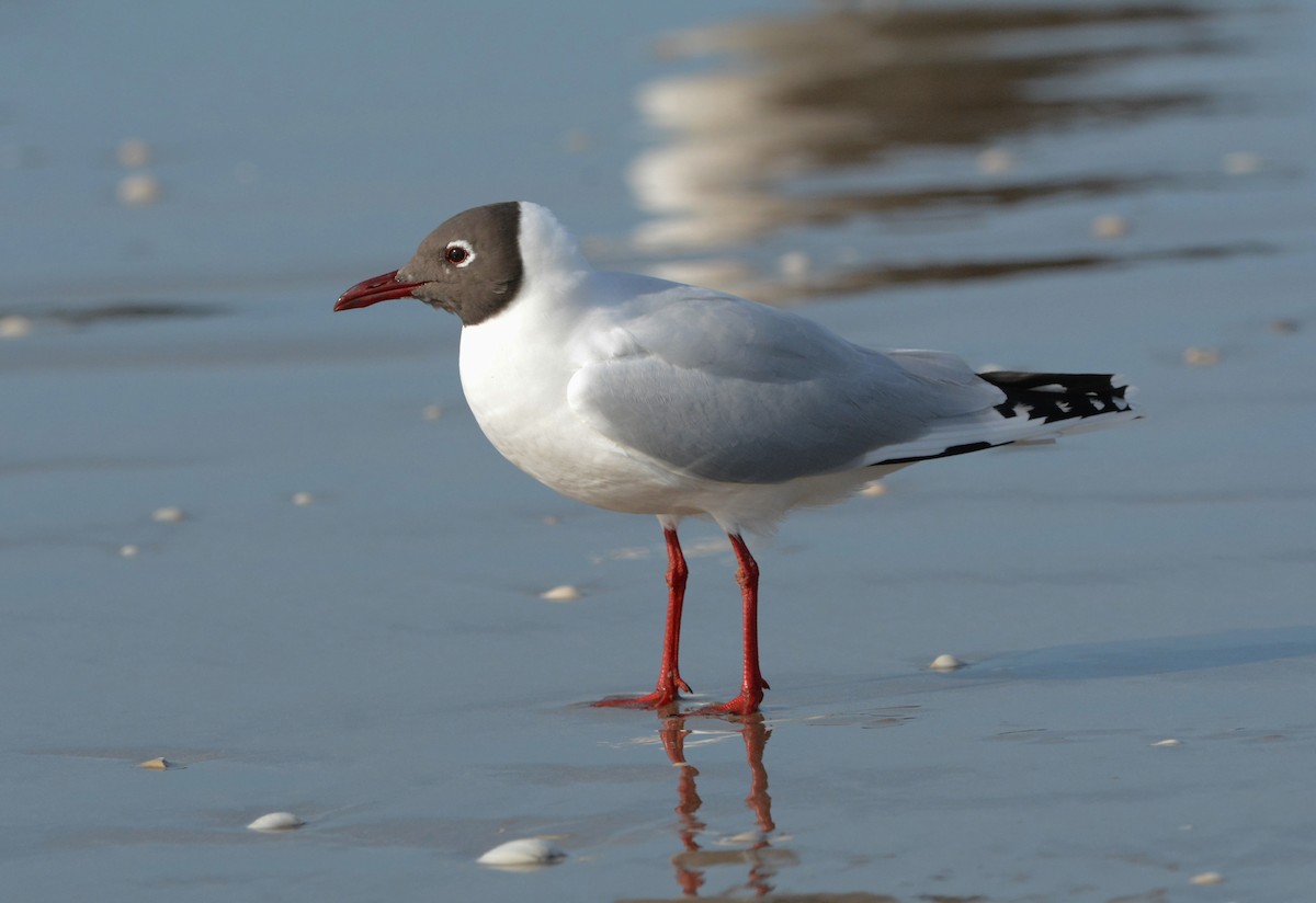 Gaviota Cahuil - ML594516431