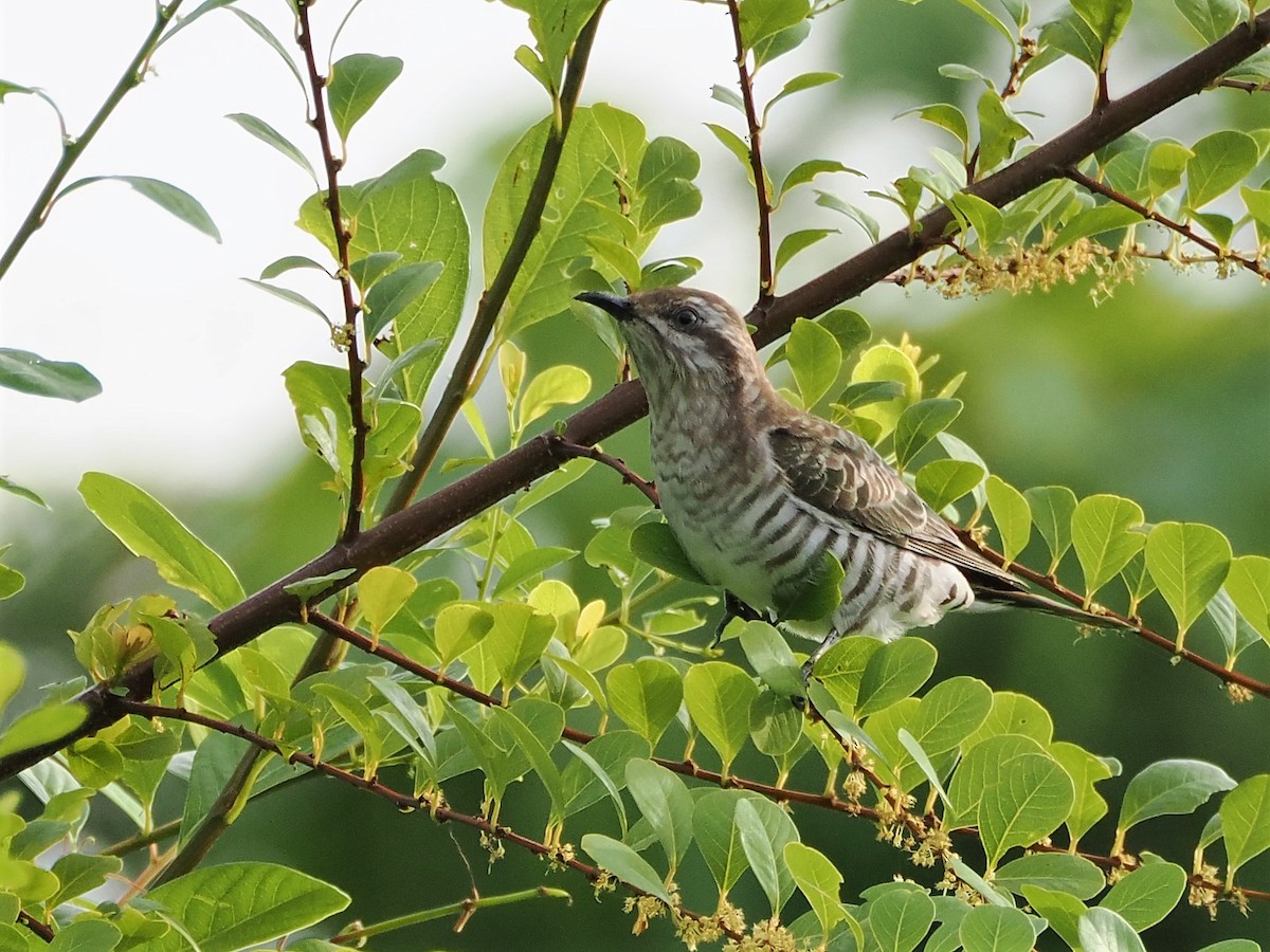 Horsfield's Bronze-Cuckoo - ML594516671