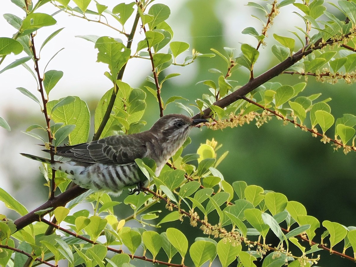 Horsfield's Bronze-Cuckoo - ML594516691