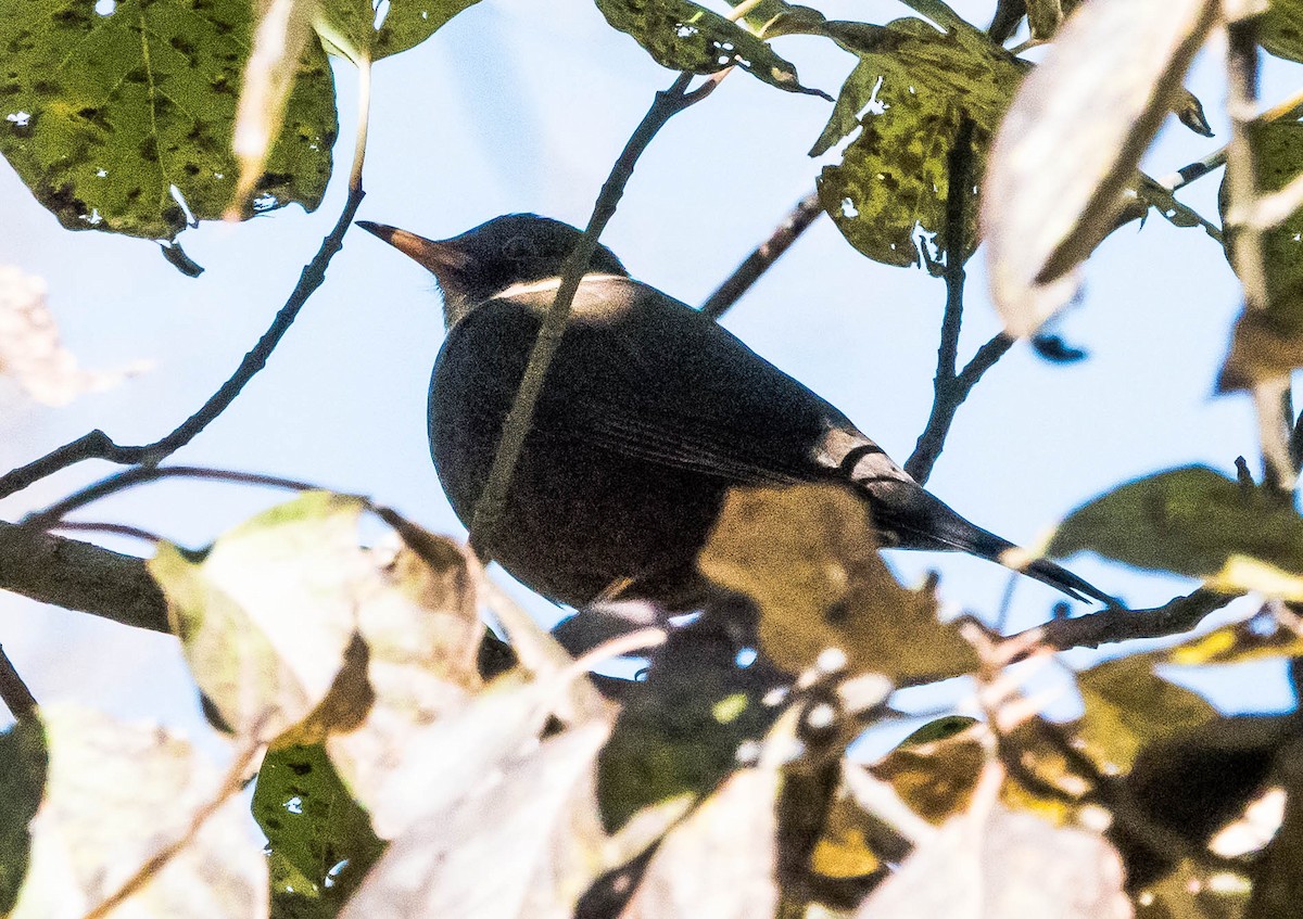 White-collared Blackbird - ML594517291