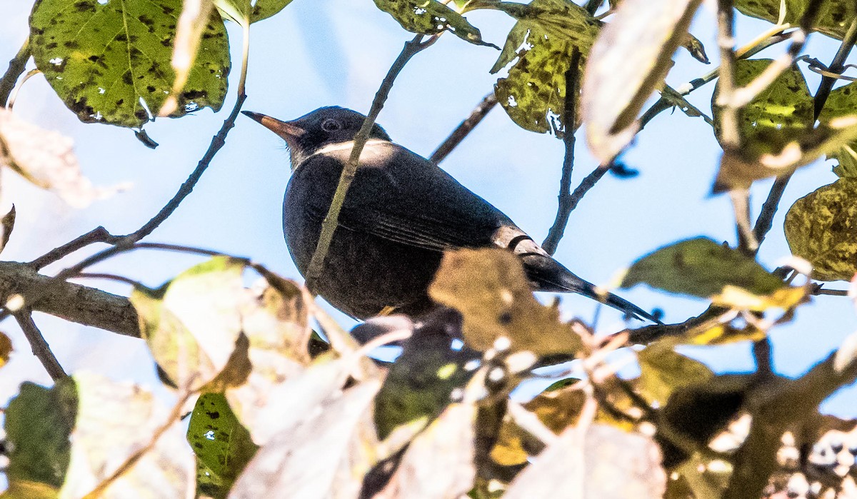 White-collared Blackbird - ML594517351