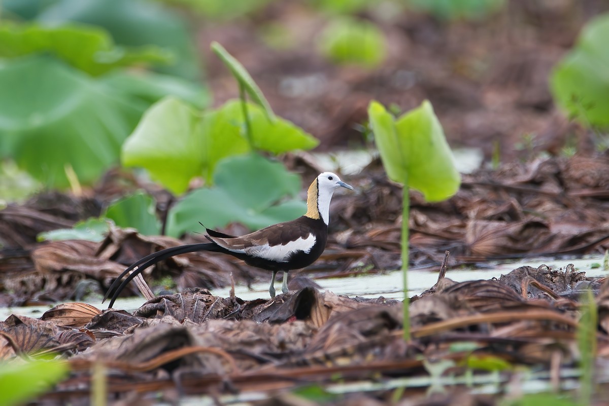 Pheasant-tailed Jacana - ML594517801