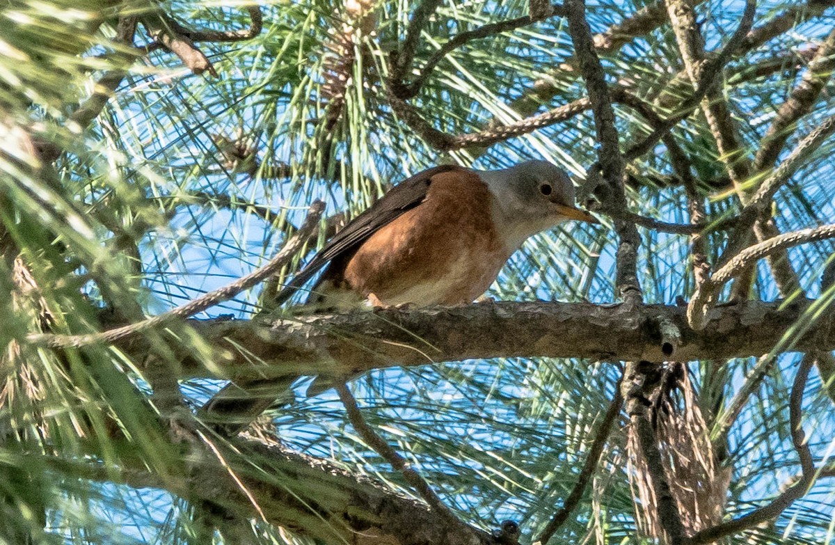 Chestnut Thrush - ML594517941