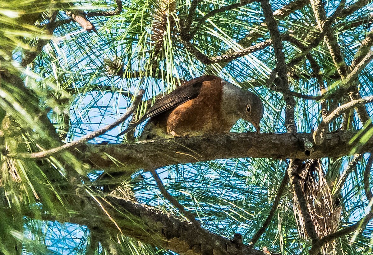 Chestnut Thrush - ML594517961