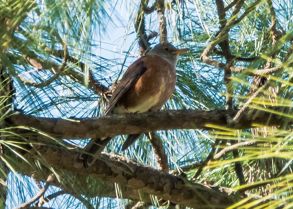 Chestnut Thrush - ML594518051