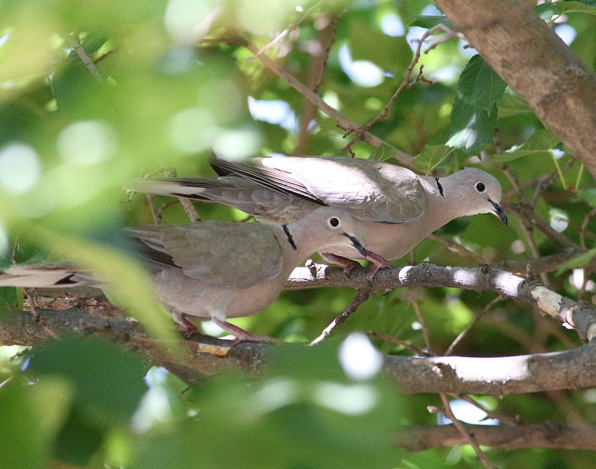 Eurasian Collared-Dove - ML594519251