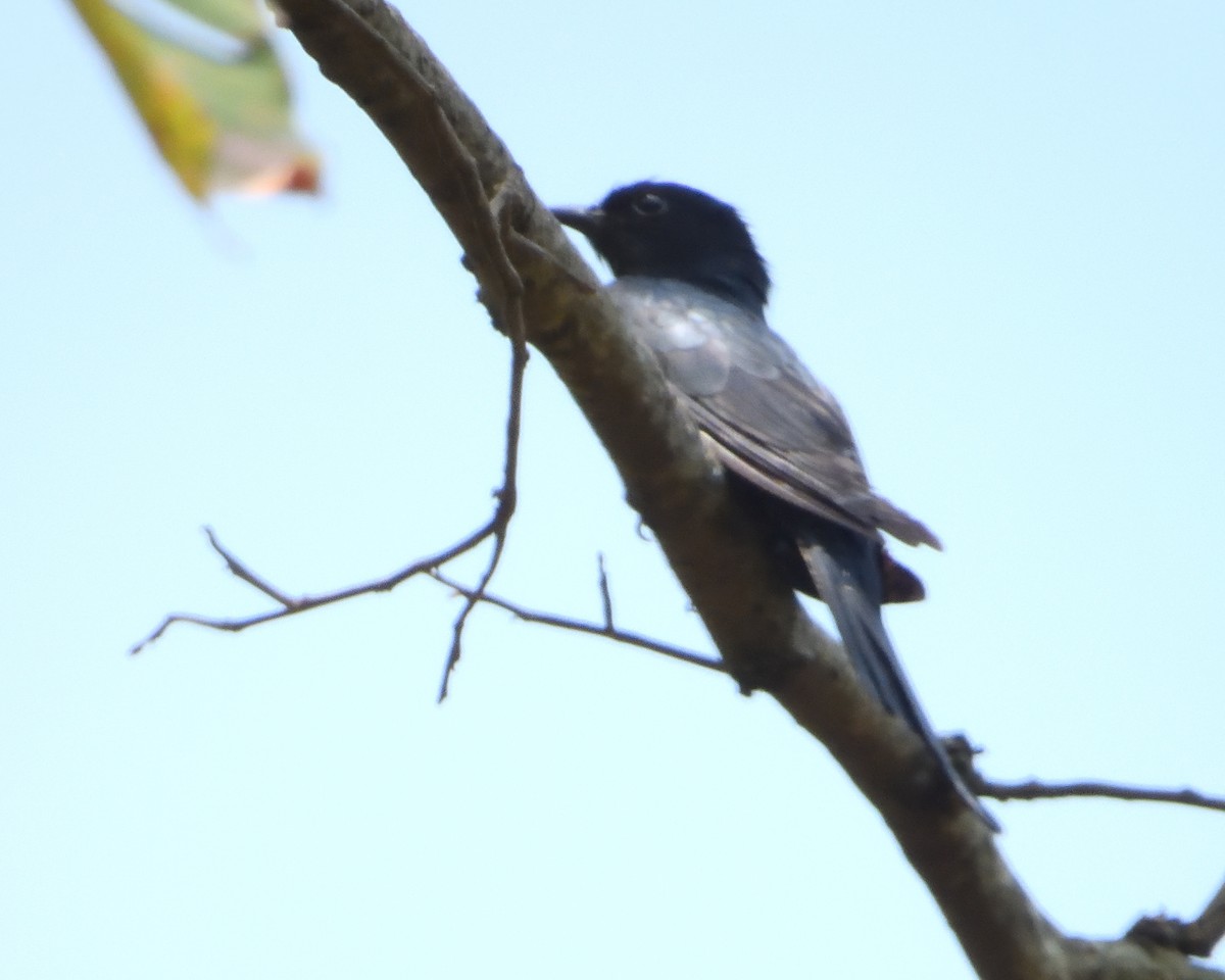 Square-tailed Drongo-Cuckoo - ML594520501