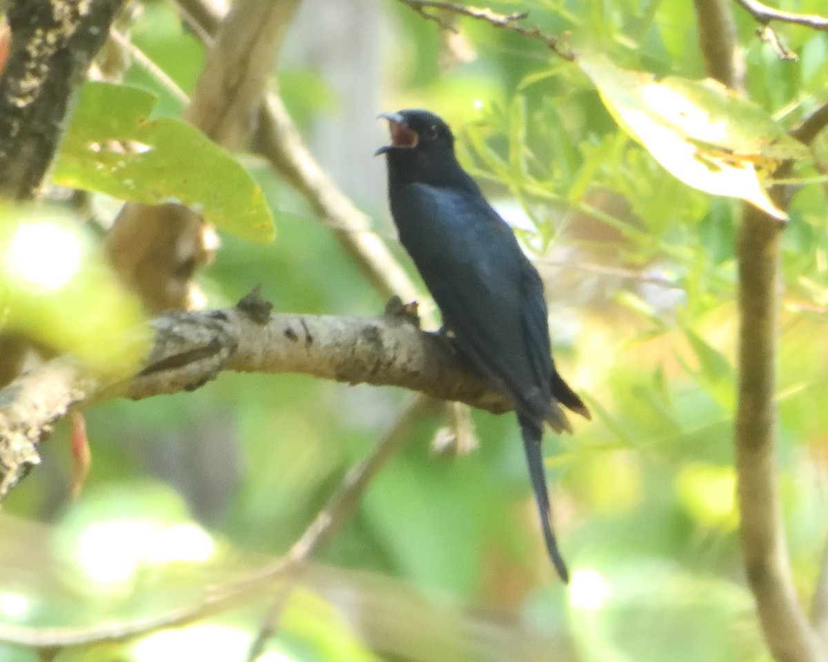 Square-tailed Drongo-Cuckoo - ML594520521