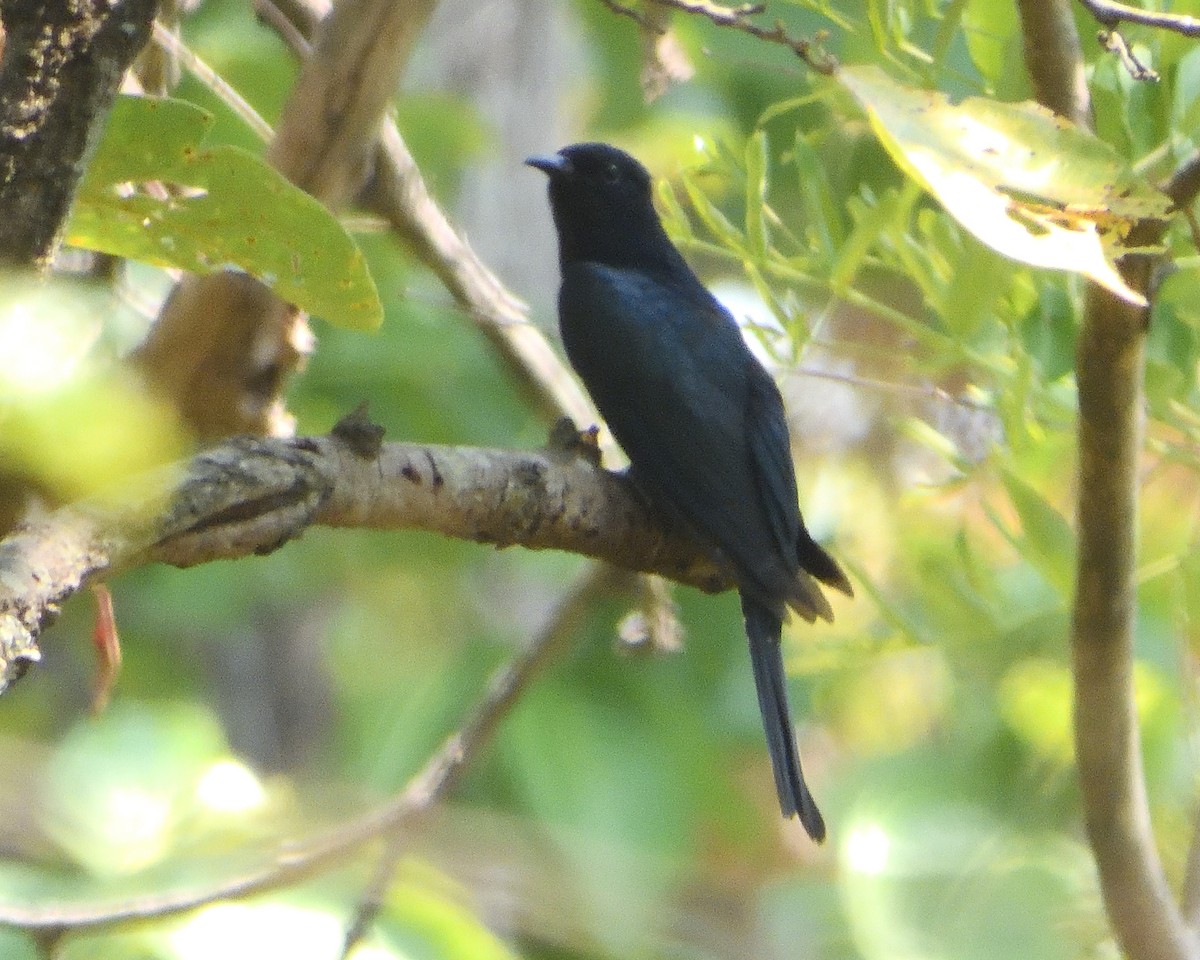 Square-tailed Drongo-Cuckoo - ML594520531