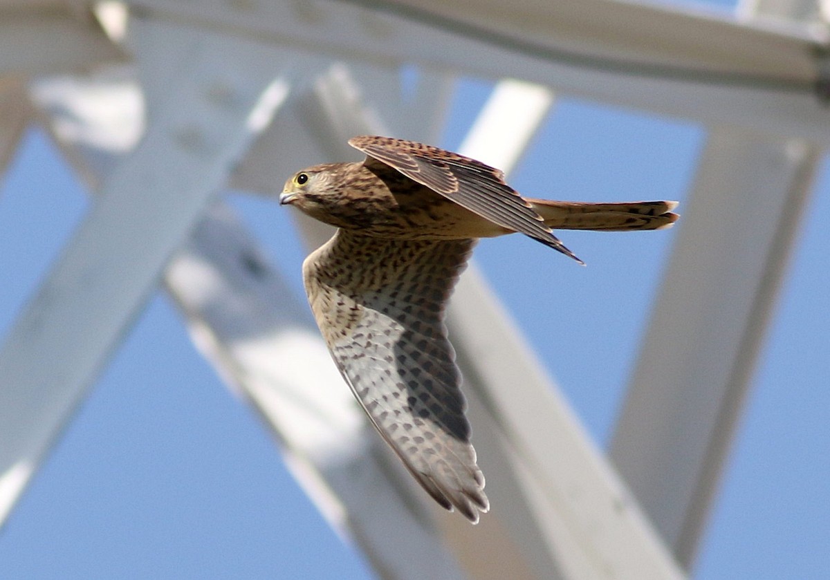 Eurasian Kestrel - ML594520921