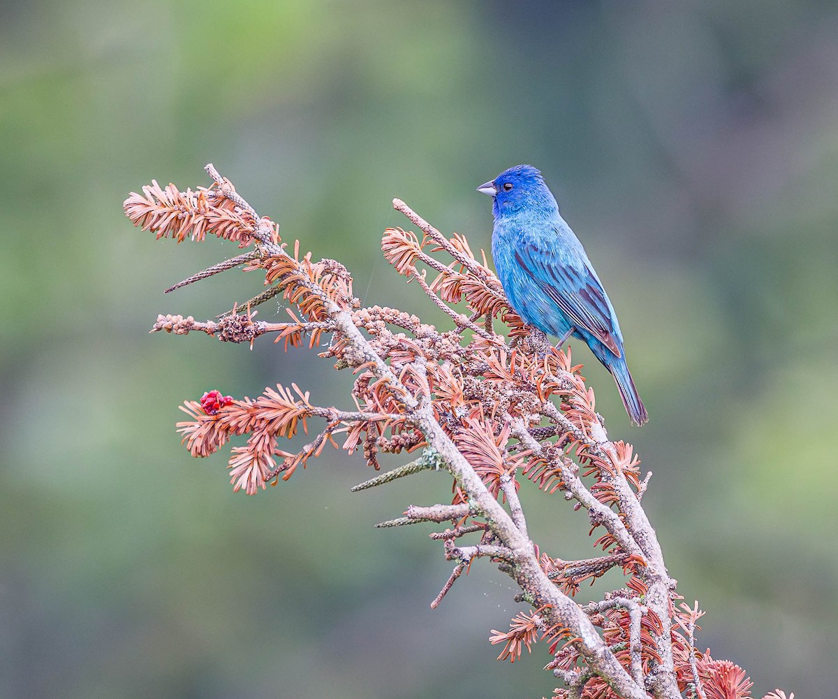 Indigo Bunting - Mike Murphy