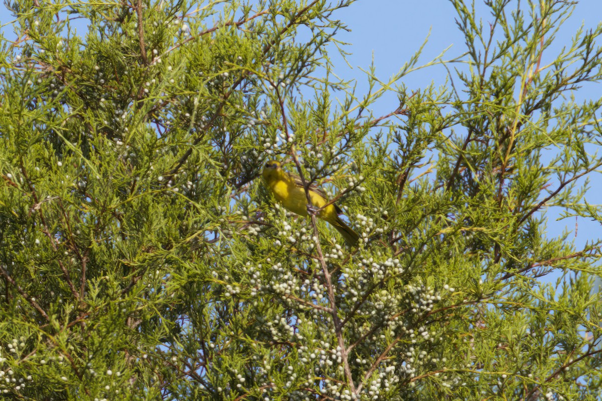 Orchard Oriole - ML594521501