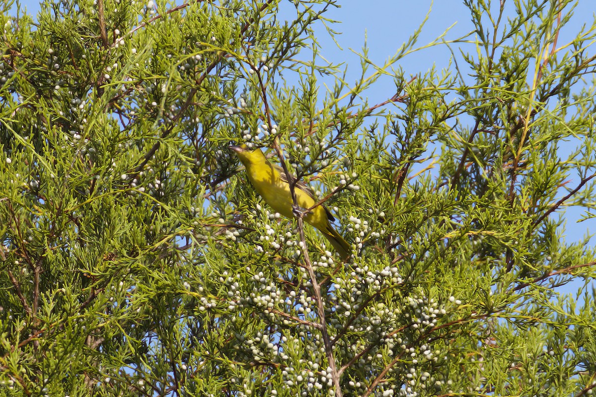 Orchard Oriole - ML594521521