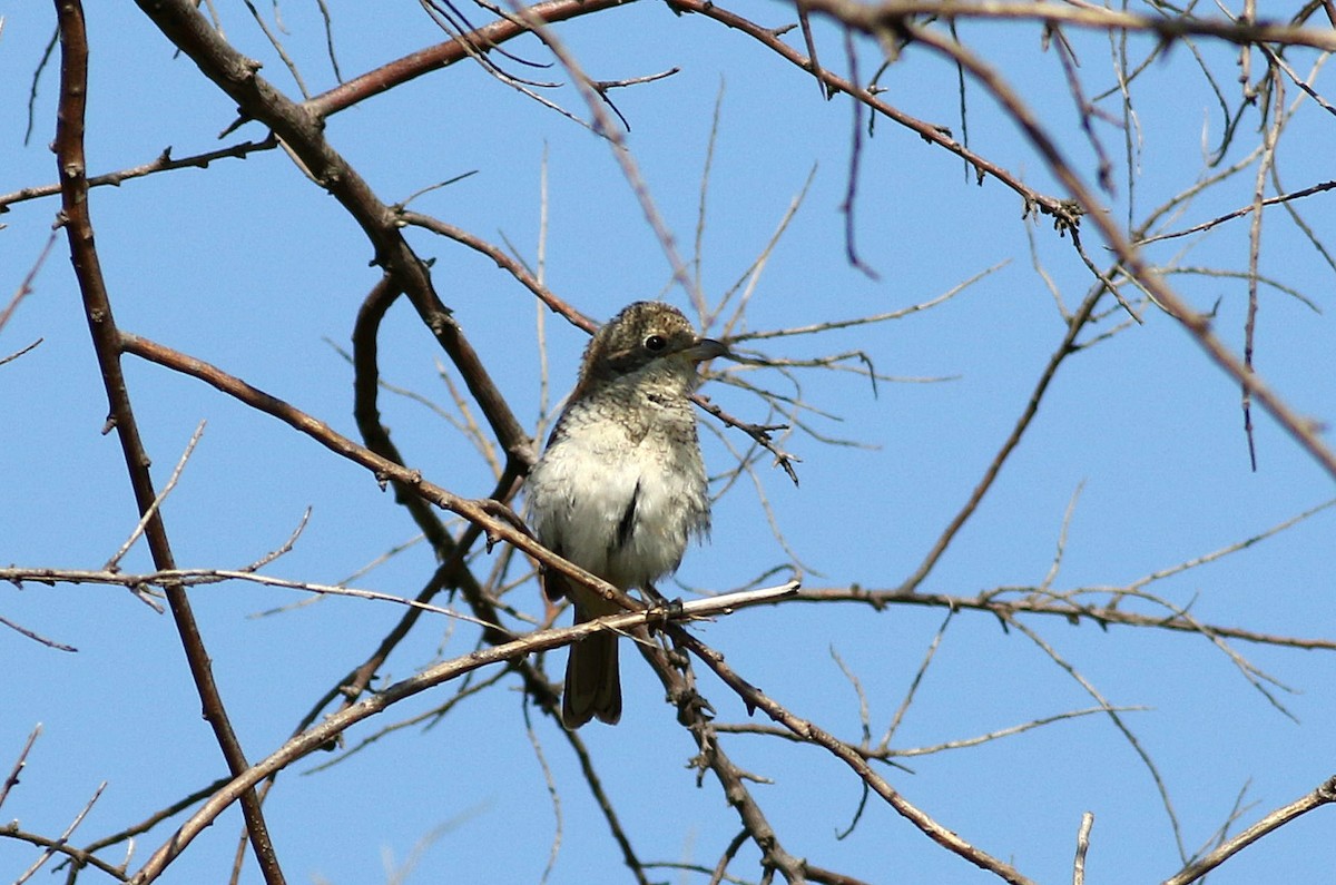 Woodchat Shrike - ML594521531