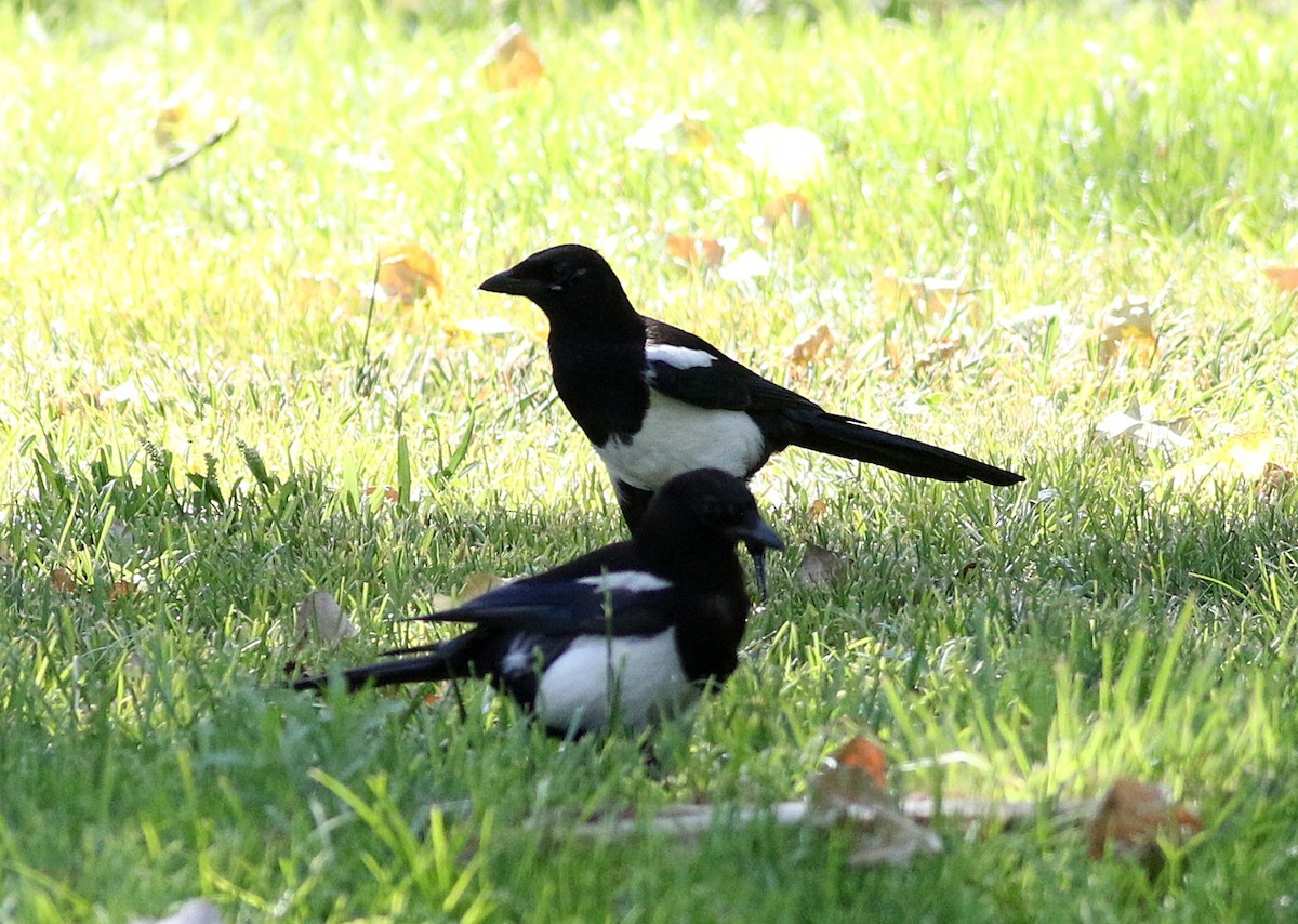 Eurasian Magpie - ML594521591