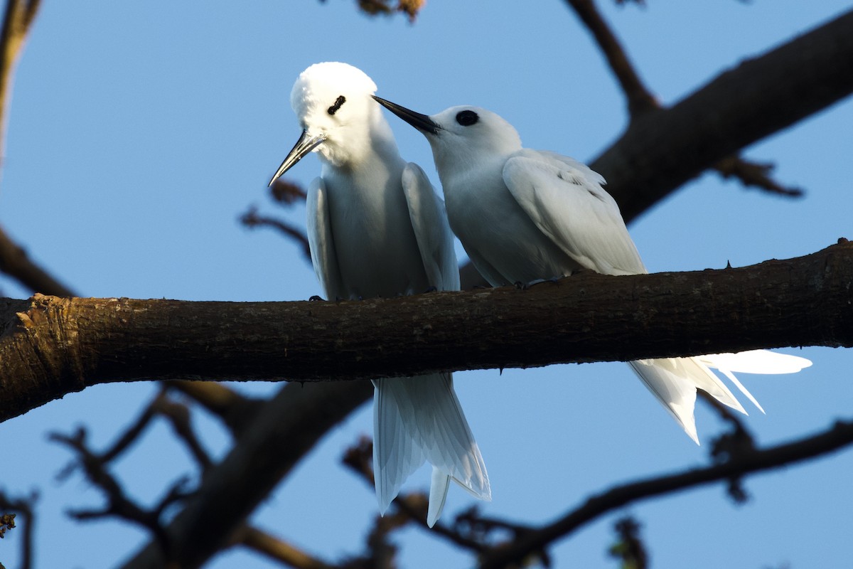 White Tern - ML594522931