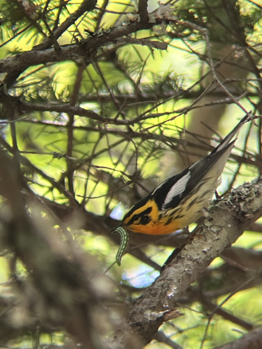 Blackburnian Warbler - ML594523121