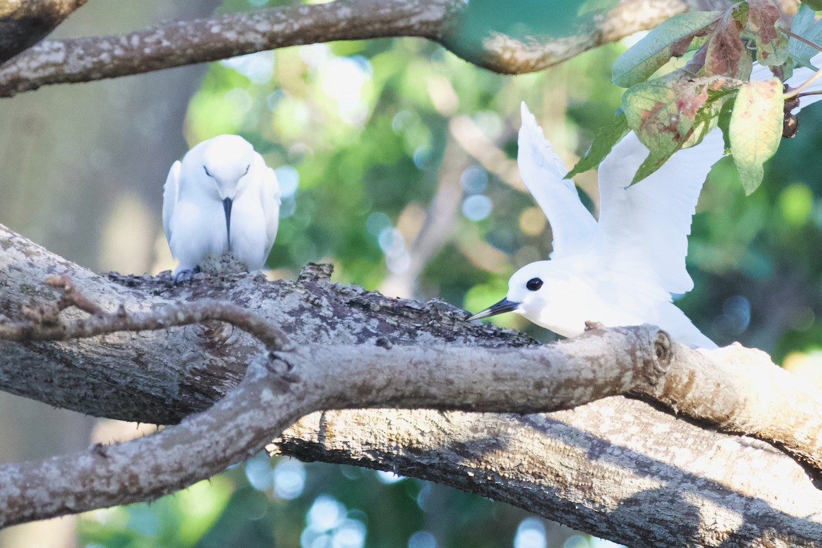 White Tern - ML594523211