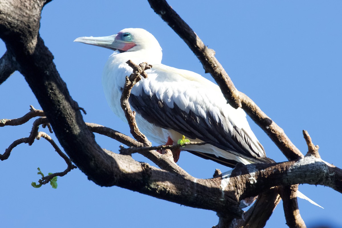 Red-footed Booby - ML594523431