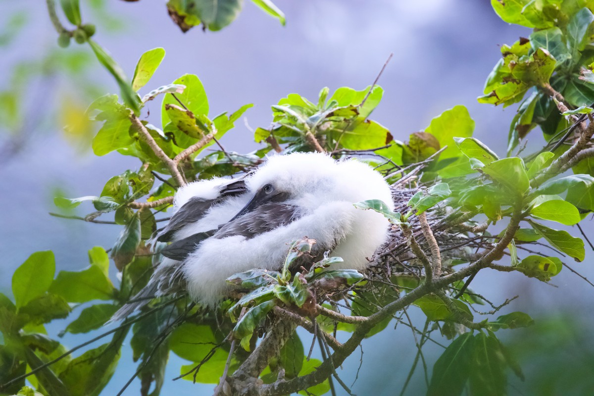 Red-footed Booby - ML594523451