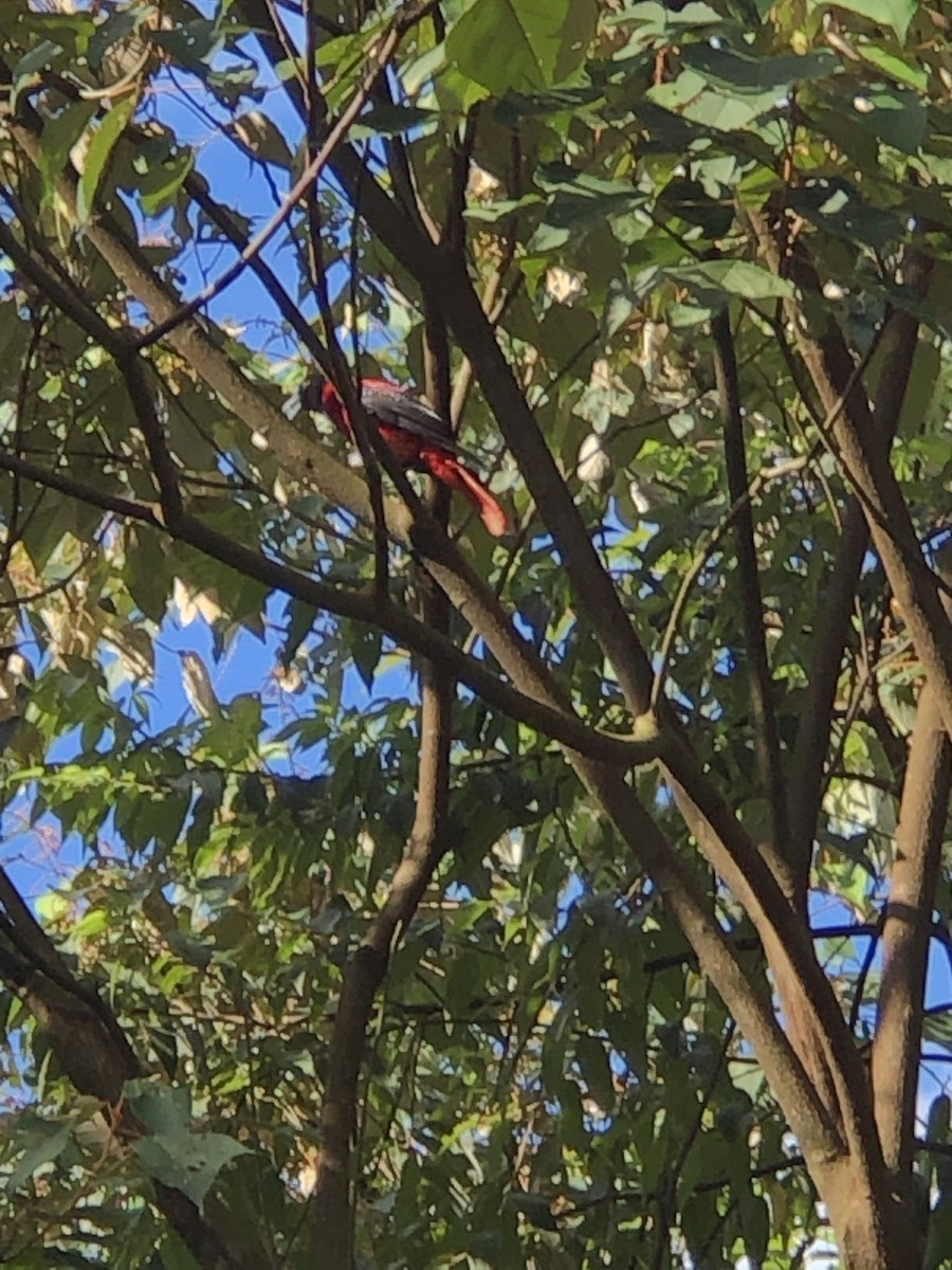 Maroon Oriole - ML594523531