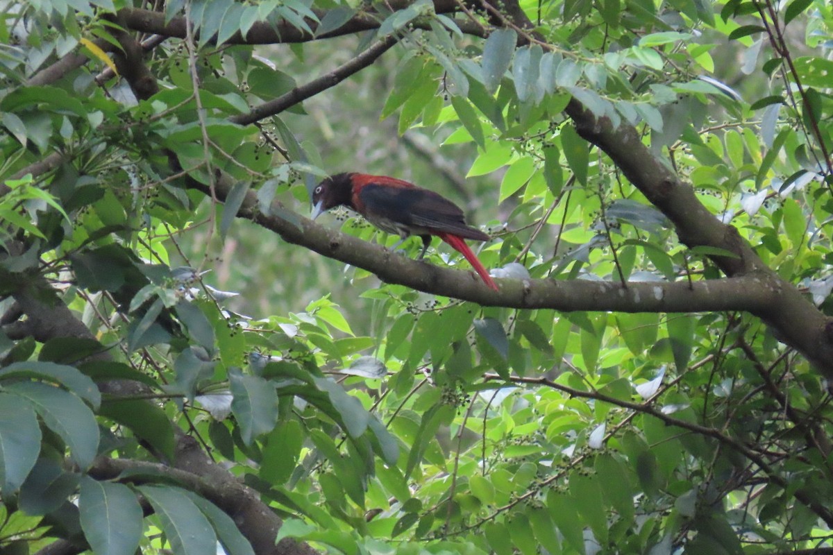 Maroon Oriole - ML594523551