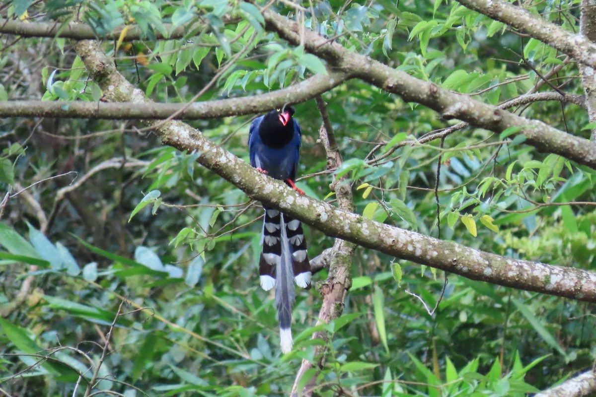 Taiwan Blue-Magpie - ML594523601