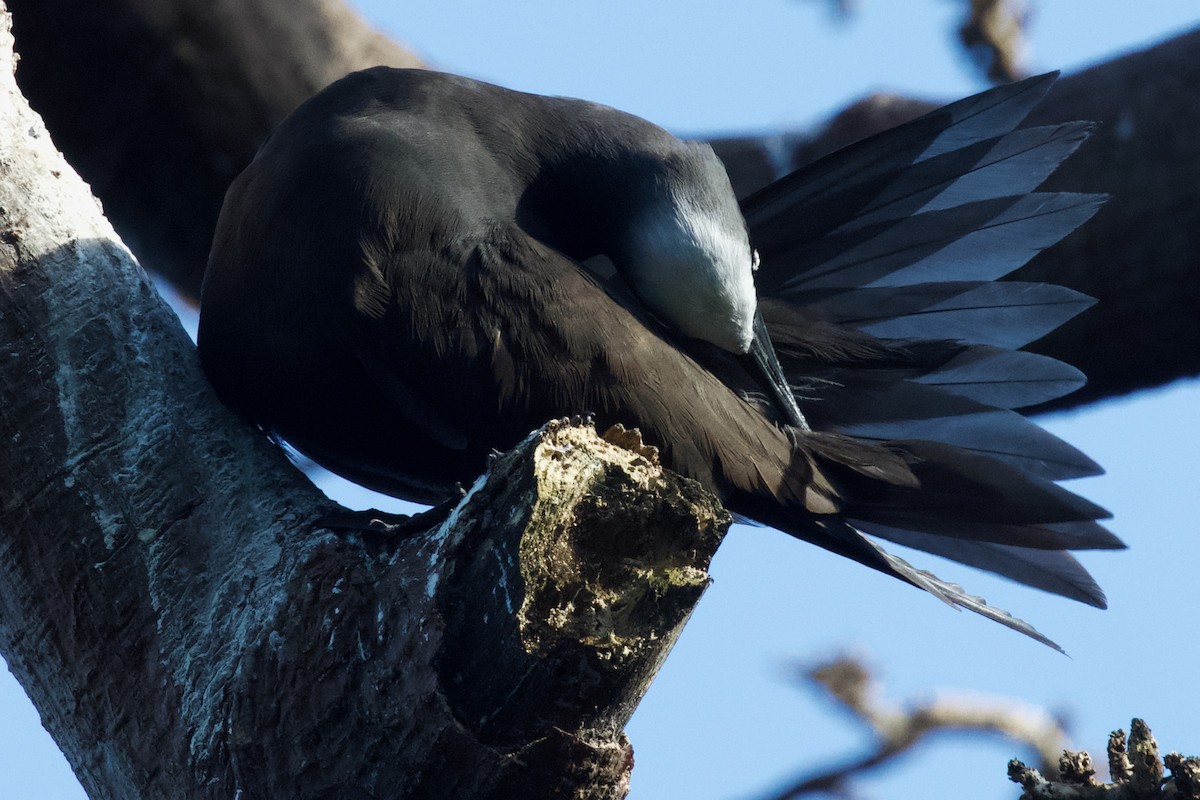 Black Noddy - Luciano Naka