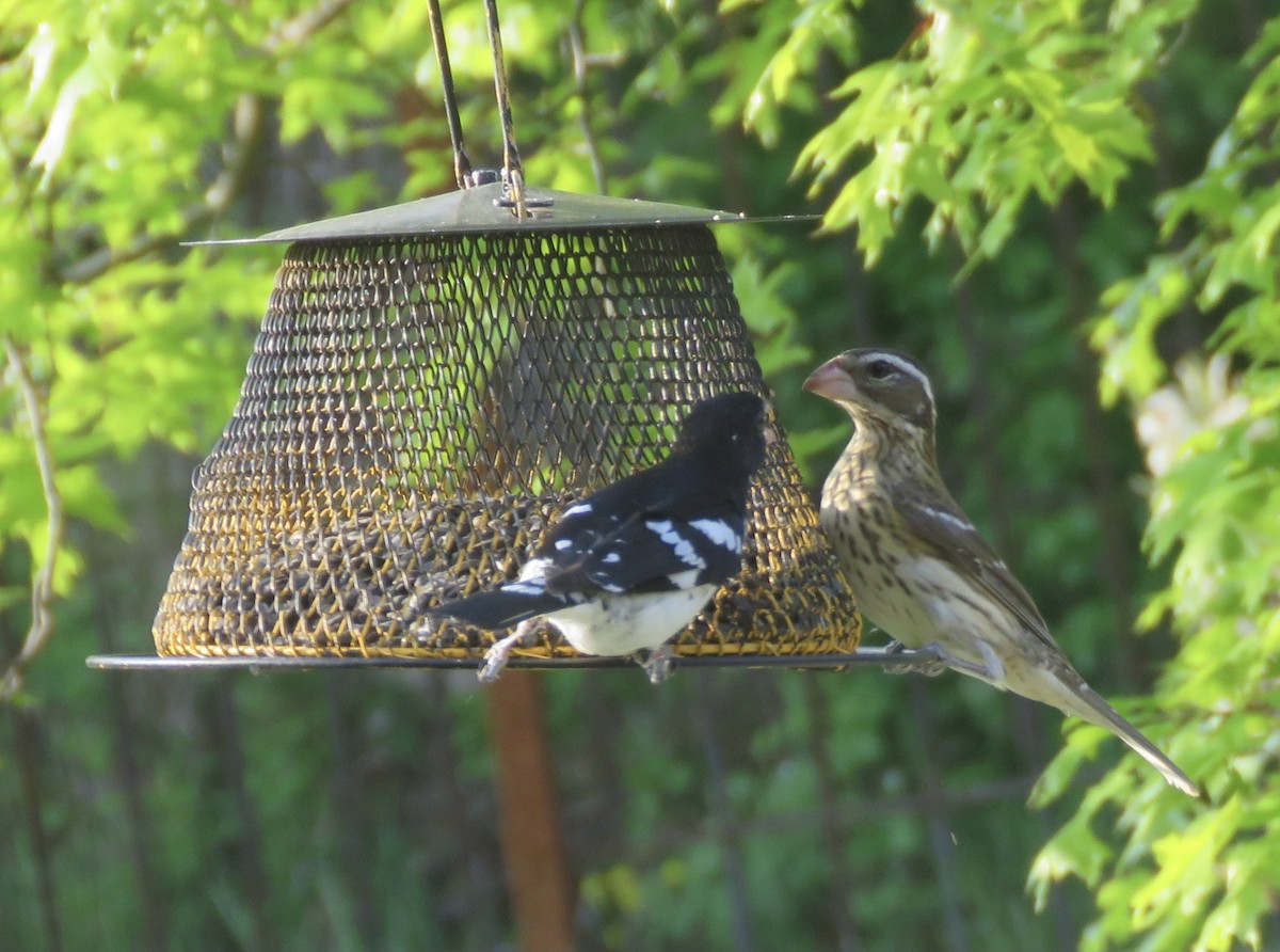 Rose-breasted Grosbeak - Linda Parlee-Chowns