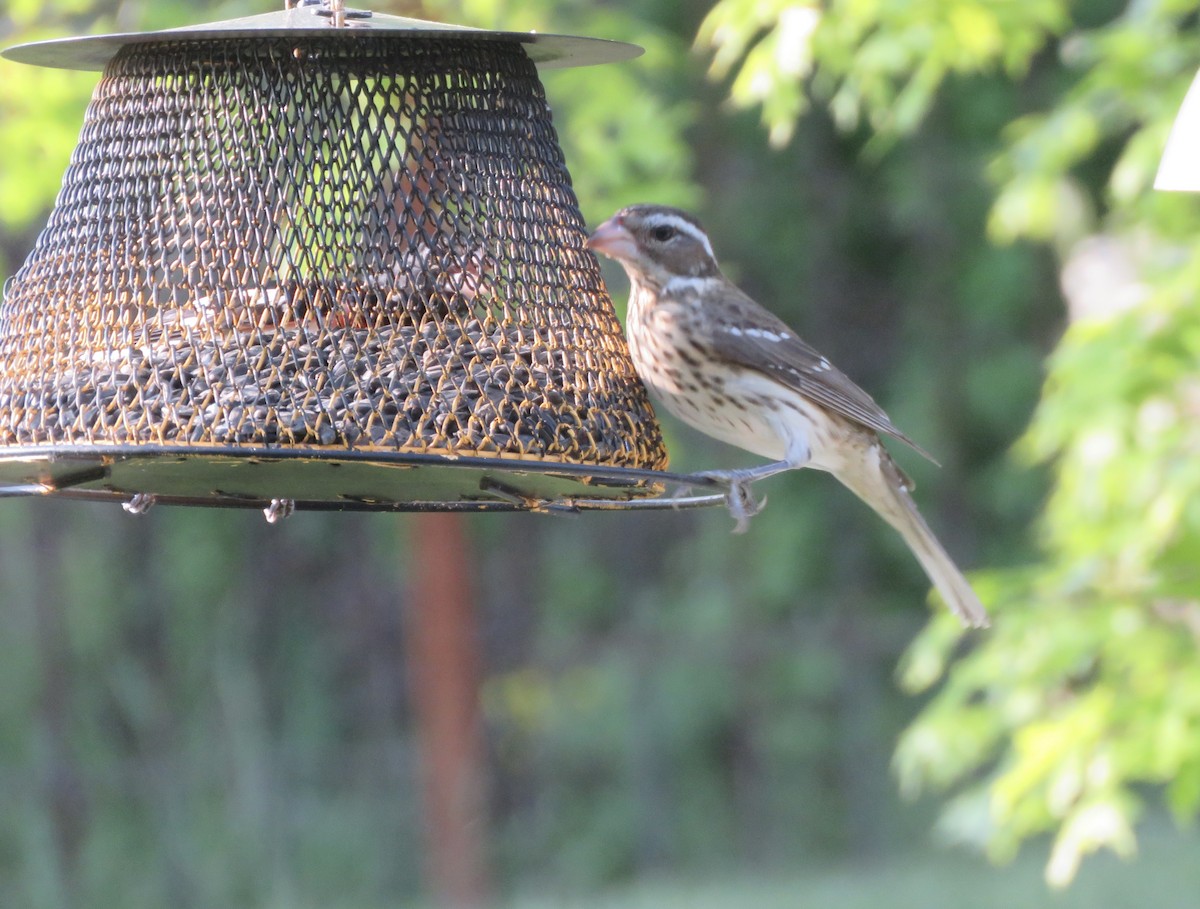 Rose-breasted Grosbeak - ML594524151